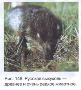 ������� ��������