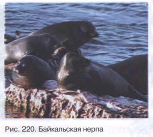 ����������� �����