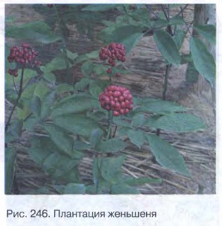 ��������� ��������