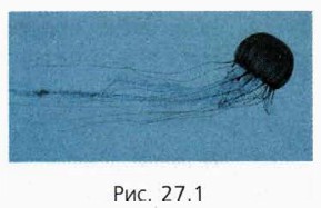 ���. 27.1