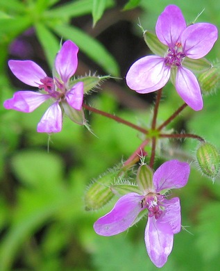 ������� ���������, �����������, ��������, ��������, ���������.