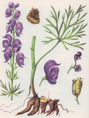 �������� ��������: ������ ���������, �����.