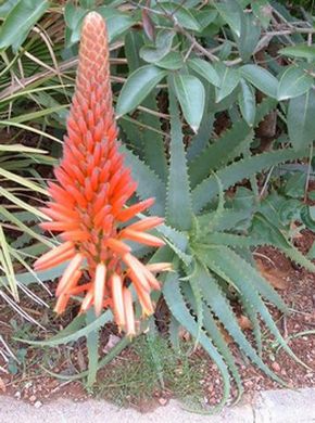 ���� �����������, ���������, ������, ��������� ������, ������� ������, �����.