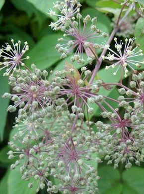 �������� ��������: ������ ������, ������ ������������.