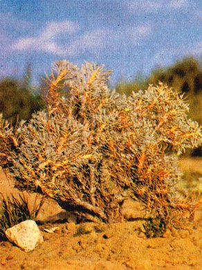 �������� ��������: �������� ��������������.