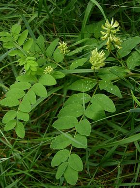 �������� ��������: �������� ��������������, ����������� �����, ����� ������.