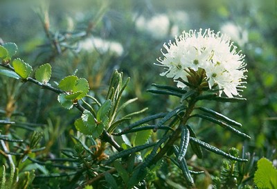 �������� ��������: ������ ��������, �������� �����, ���������, ���������, ��������, �����, ������� ���������, ��������.