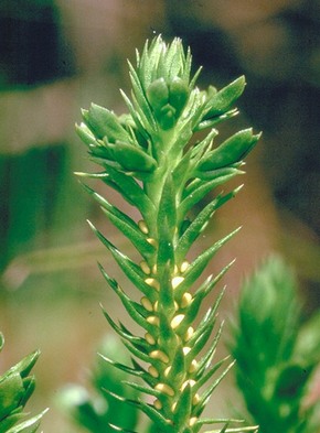 �������� ��������: �������.