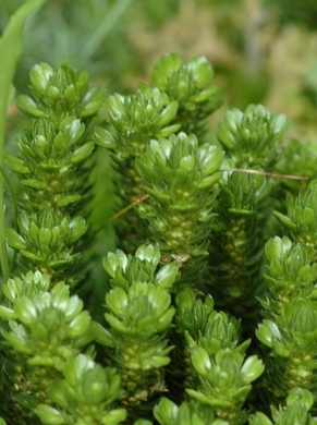 �������� ��������: �������.