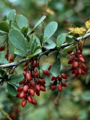 �������� ��������: �������� ��������.