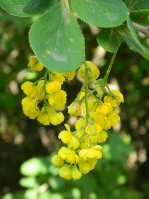 �������� ��������: �������� ��������.