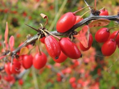 �������� ��������: �������� ������������, ��������, ������ ����, ��������.