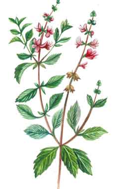 �������� ��������: ������� ���������, �����������.