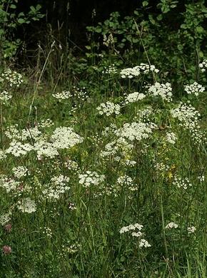 �������� ��������: �������� �������������, �������� ����������, ���������, �������, �����.