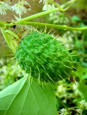 �������� ��������: ������� ������ ������������, �������������, ������� ����, ������� �����, ��������� ������, ���������� �����.