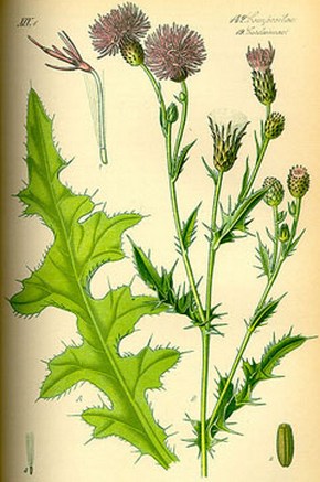 �������� ��������: ���� �������, ����������.