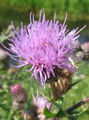 �������� ��������: ���� �������, ����������.