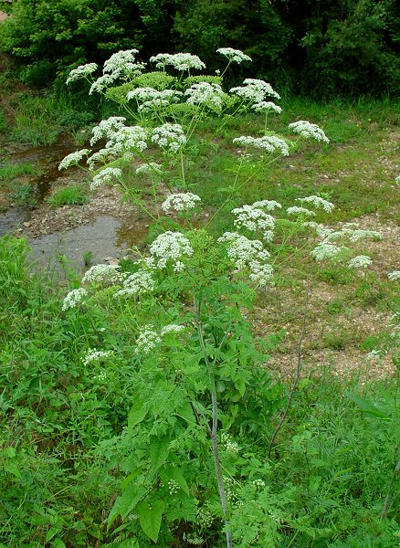 �������� ��������: ��������� ���������, ���������, ������� �����.