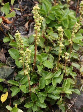 �������� ��������: ������� ���������, ������� ���������, ��������� �������, ����������, ���������, ������� �����, ���������, ���������, ������ �����, ������ ����, ���������, ������ ������, ����������.