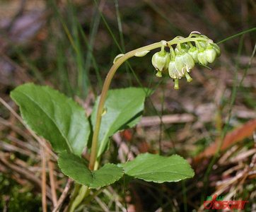 �������� ��������: ������� ���������, ������� ���������, ��������� �������, ����������, ���������, ������� �����, ���������, ���������, ������ �����, ������ ����, ���������, ������ ������, ����������.