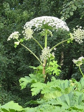 �������� ��������: ��������.