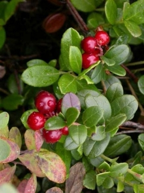 �������� ��������: �������� ������������.