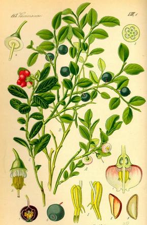 �������� ��������: �������� ������������.