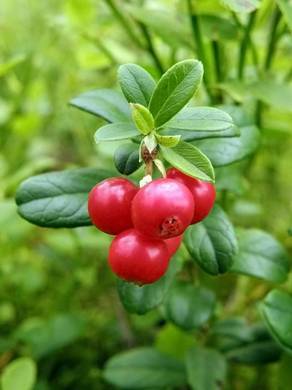 �������� ��������: �������� ������������.