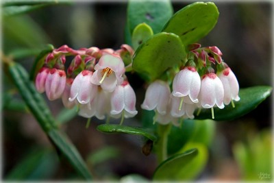 �������� ��������: �������� ������������.