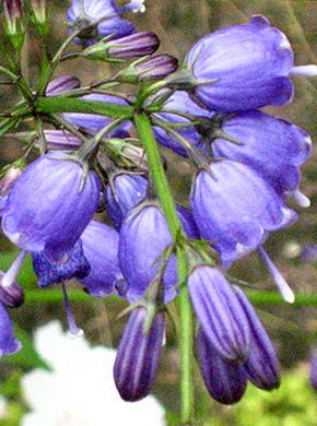 �������� ��������: �������� ����������.