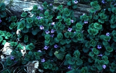 �������� ��������: ����� �����������, ��������, ������� ����, ����, ���������, ������, ������ �������