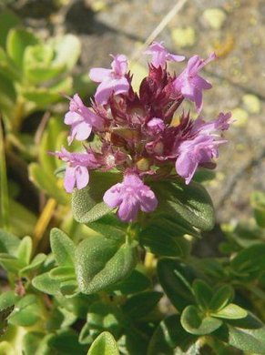 �������� ��������: ������, ����������� �����, ���������, ������ ��������.