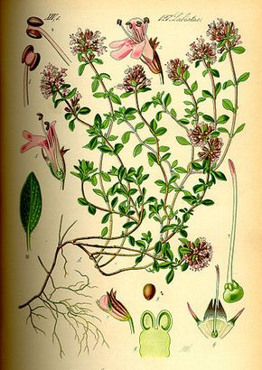 �������� ��������: ������, ����������� �����, ���������, ������ ��������.