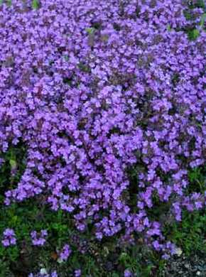 �������� ��������: ������, ����������� �����, ���������, ������ ��������.