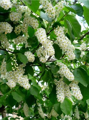 �������� ��������: �������� ������������, ���������, �������, ����������, ���������.