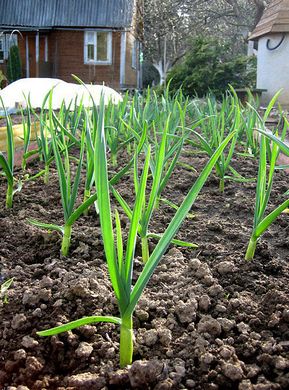 �������� ��������: ������, ������ ��������, ���-������.