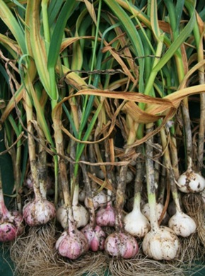 �������� ��������: ������, ������ ��������, ���-������.