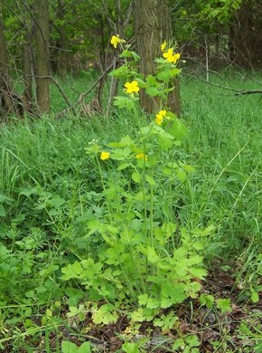 �������� ��������: ��������, ������������, ������, ����� ��������, ���������� �����, ������� �����.