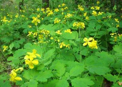 �������� ��������: ��������, ������������, ������, ����� ��������, ���������� �����, ������� �����.