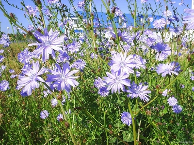 �������� ��������: ������� ������������.