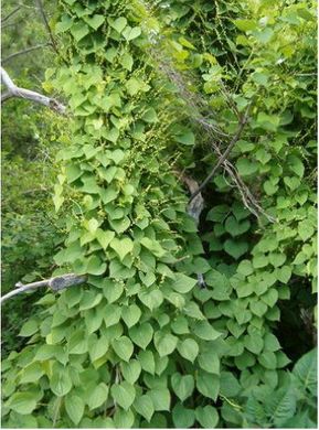 ��������� ����������.