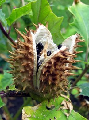 �������� ��������: ������ ������������, ���������, ������ ������, �����, ��������, �������, ��������, ����� �����.