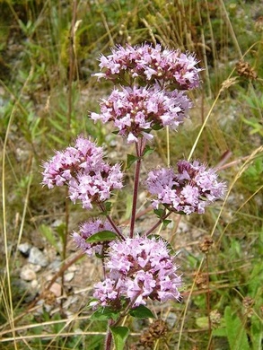 �������� ��������: ������ ������������, ��������, ������� ����, ��������, ���������, ���� ������, ������� ����������� �����.