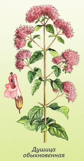 �������� ��������: ������ ������������, ��������, ������� ����, ��������, ���������, ���� ������, ������� ����������� �����.