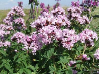 �������� ��������: ������ ������������, ��������, ������� ����, ��������, ���������, ���� ������, ������� ����������� �����.