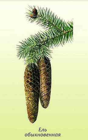 �������� ��������: ��� ������������.