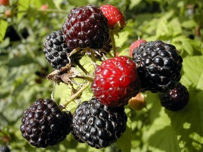 �������� ��������: ������� �����, �����, ������, ������ ������.