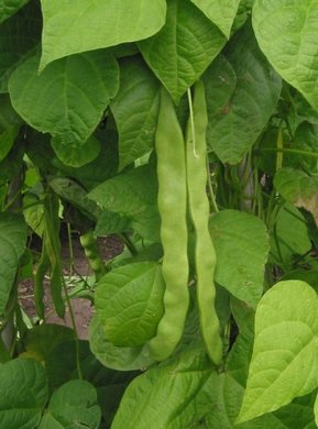 ������ ������������.