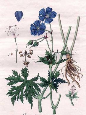 ������� ��������: ������ �������, ����������� �������, ������ �����.