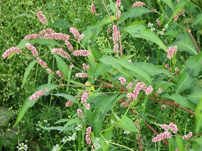 �������� ��������: ����� ��������, ������� �����, ������� ��������, ����������, ������� �����, ������ �������, ������.